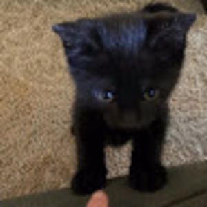 Meet your Posher, Sofie